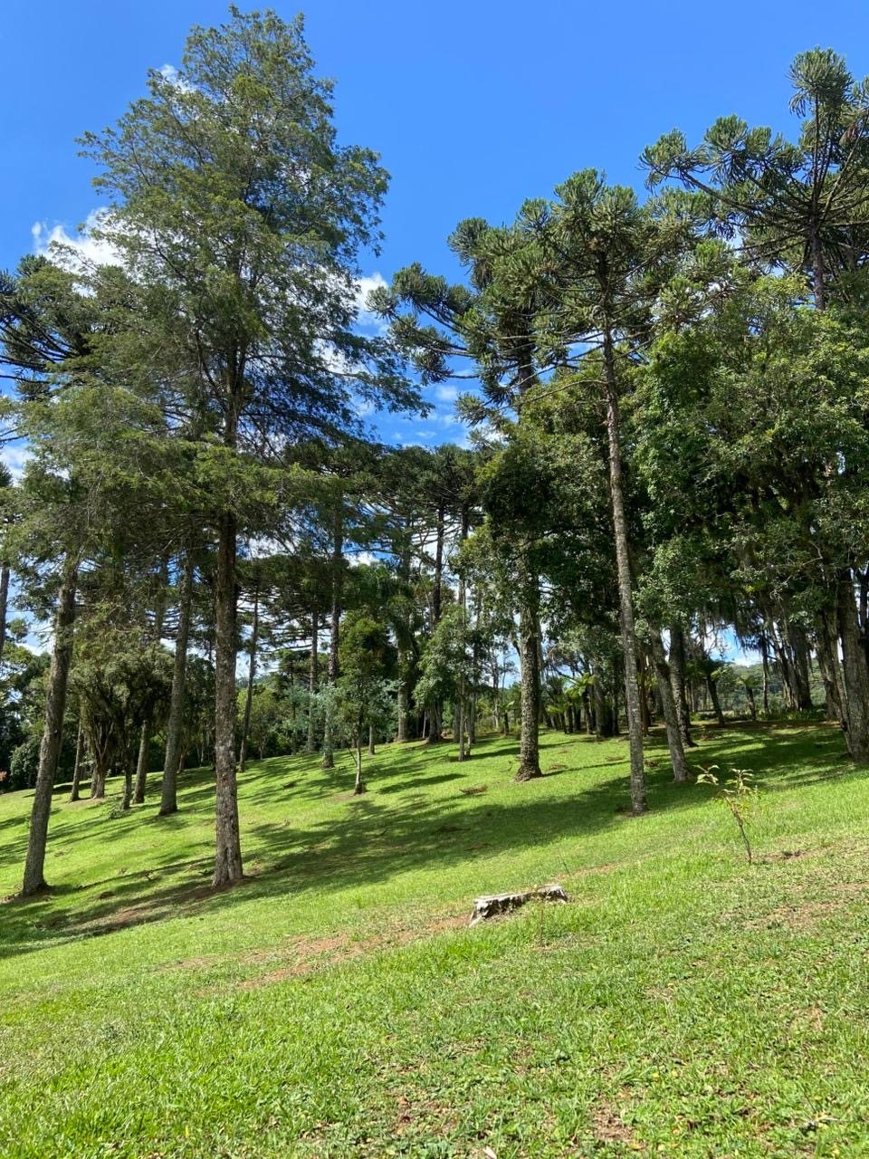 Gramado do Vila Verde com araucárias e céu azul