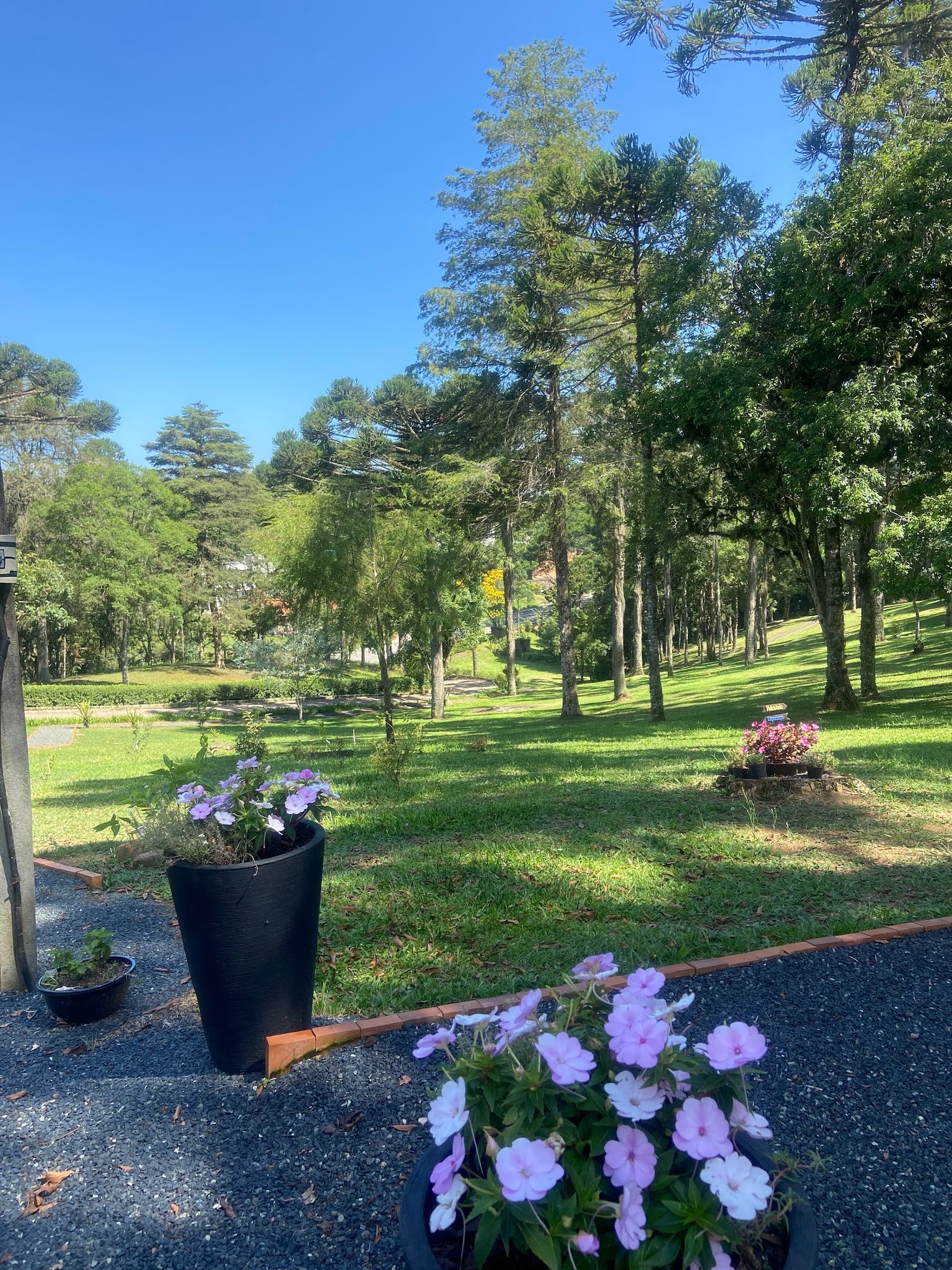 Vaso de flores roxas na beira do caminho, com o gramado ao fundo