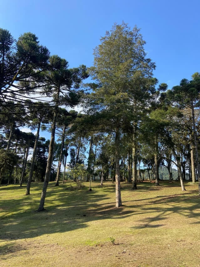 Bosque de araucárias do Hotel Villa Verde em São Bento do Sul